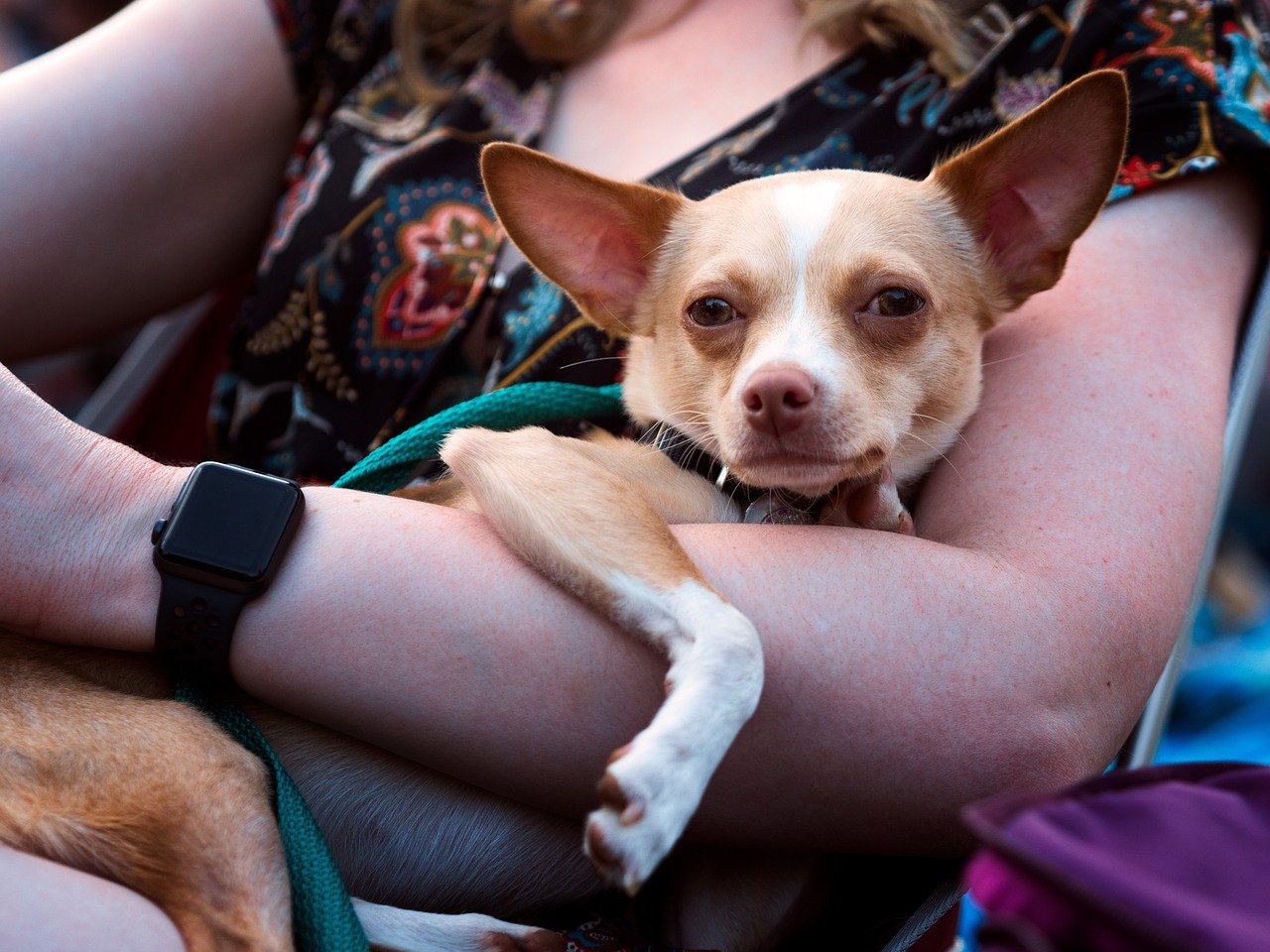 Dog Yelp When Picked Up Under Arms