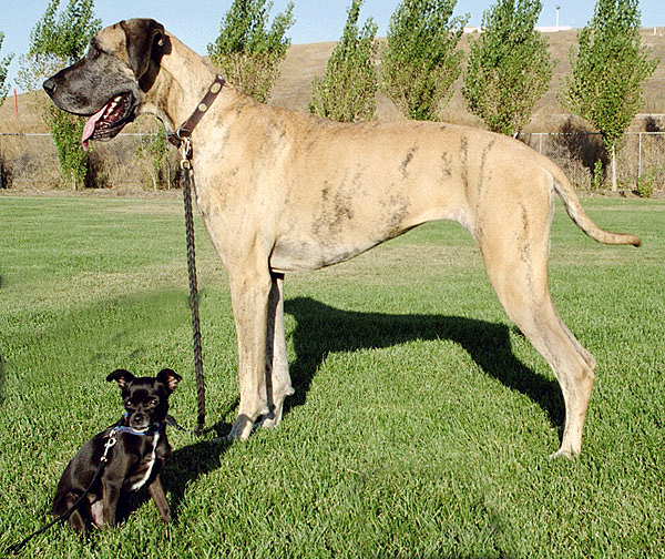 Full Grown Great Dane Chihuahua Mix