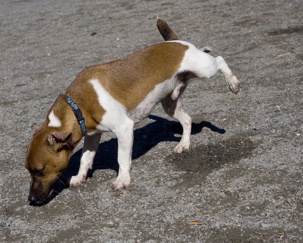 Outdoor Pee Area For Dogs