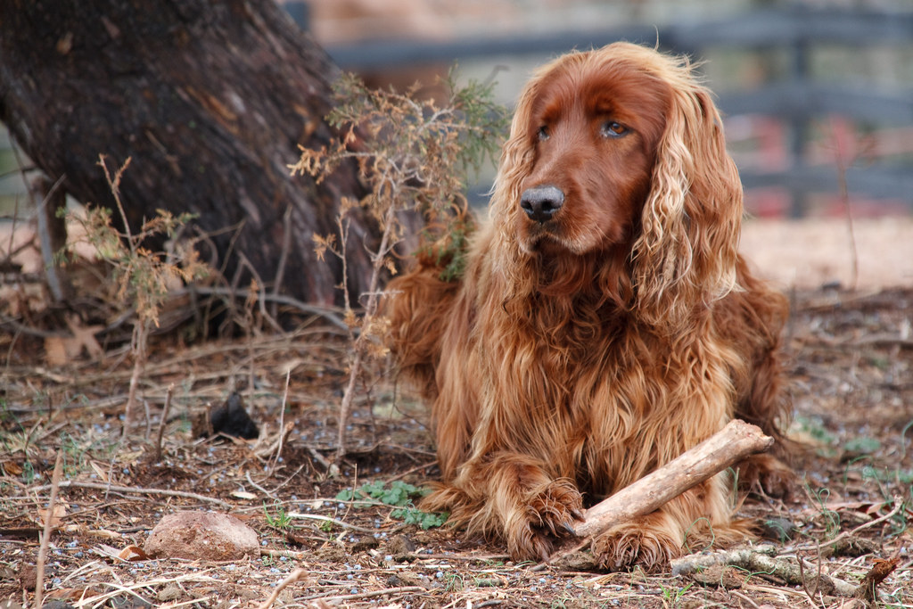 Home Remedies for Matted Dog Hair