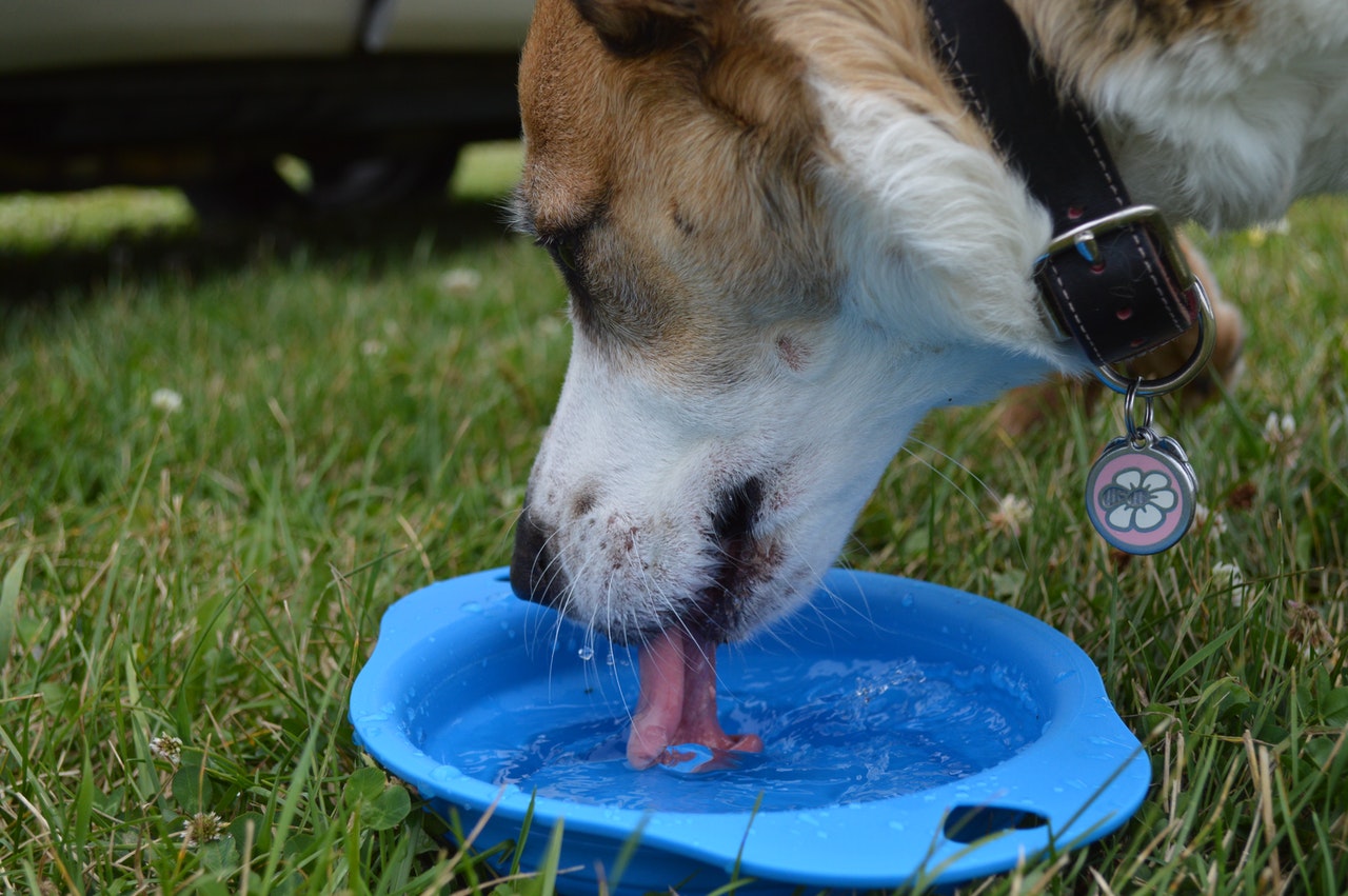 White Worms In Dog Water Bowl What Should I Do? - Poochband