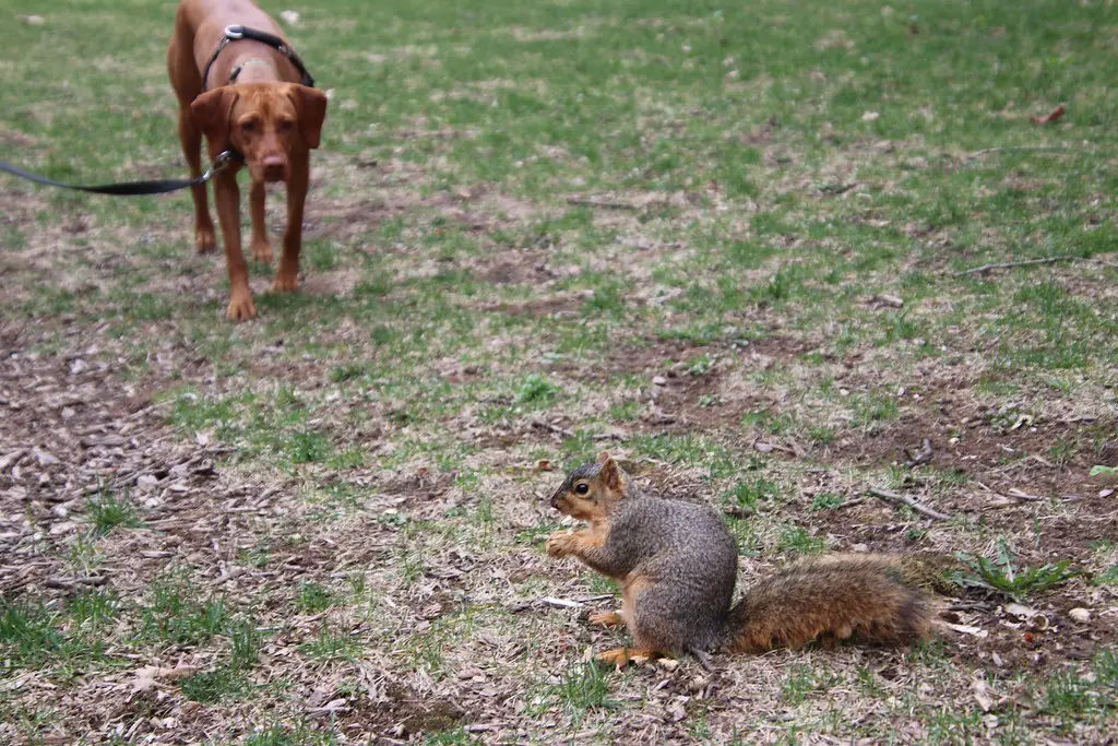 My Dog Killed A Squirrel Should I Be Worried? - Poochband
