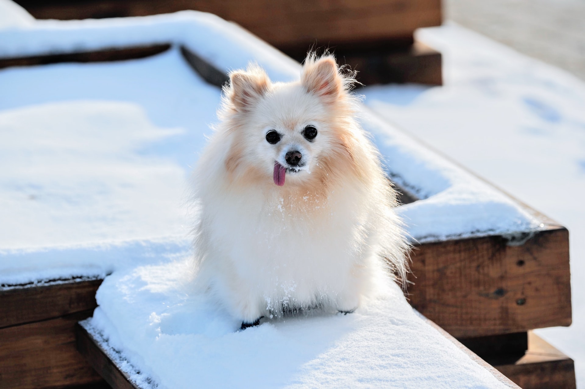 Full Grown Pomeranian/Shih Tzu Mix