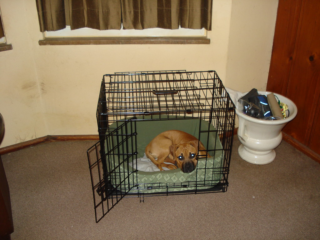  Where to Put A Dog Crate In The House