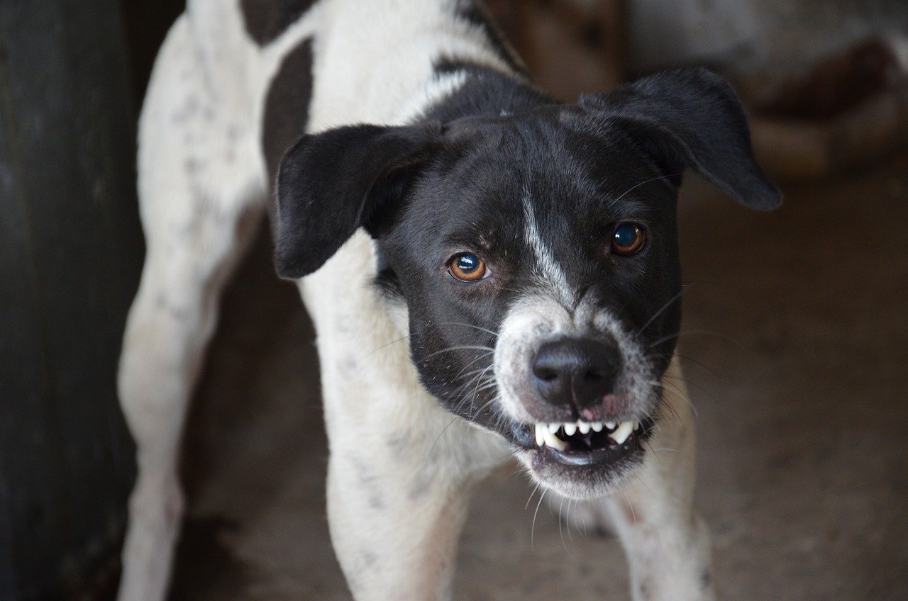 How To Socialize An Aggressive Dog