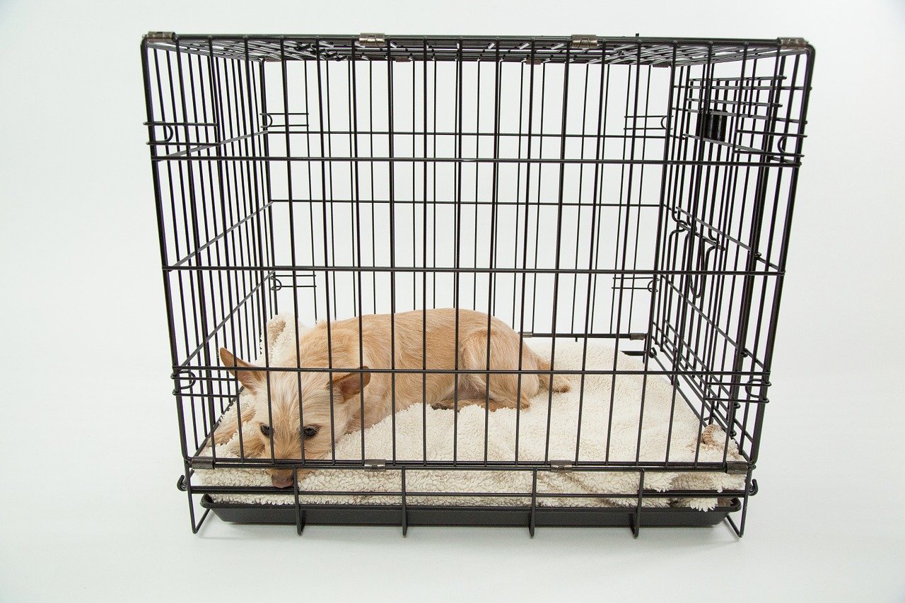 Crate Training Dos And Don’ts