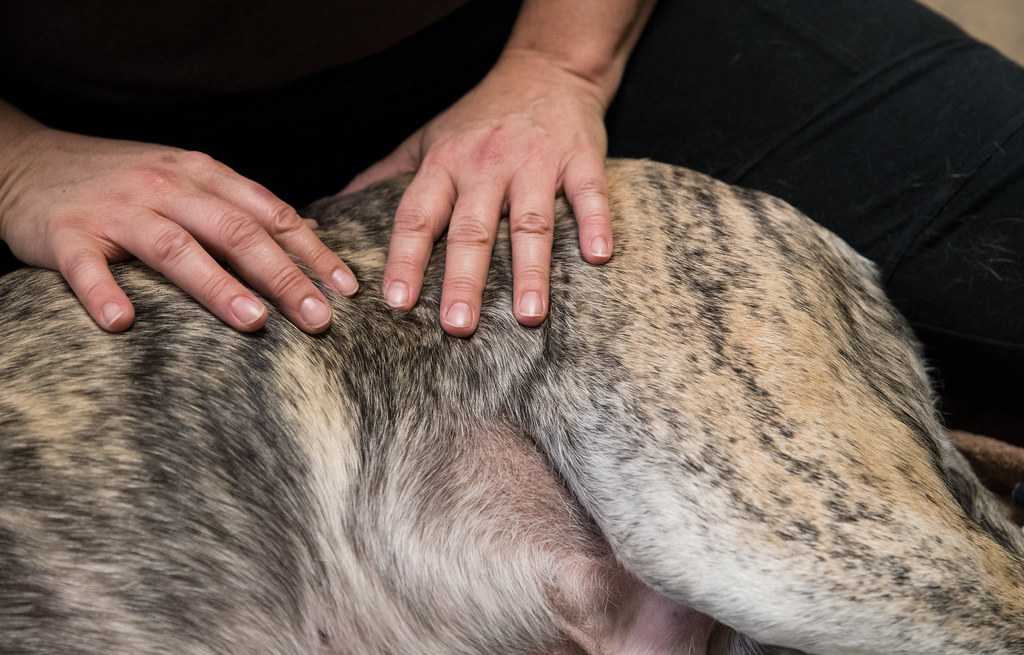 How To Massage A Dog To Poop