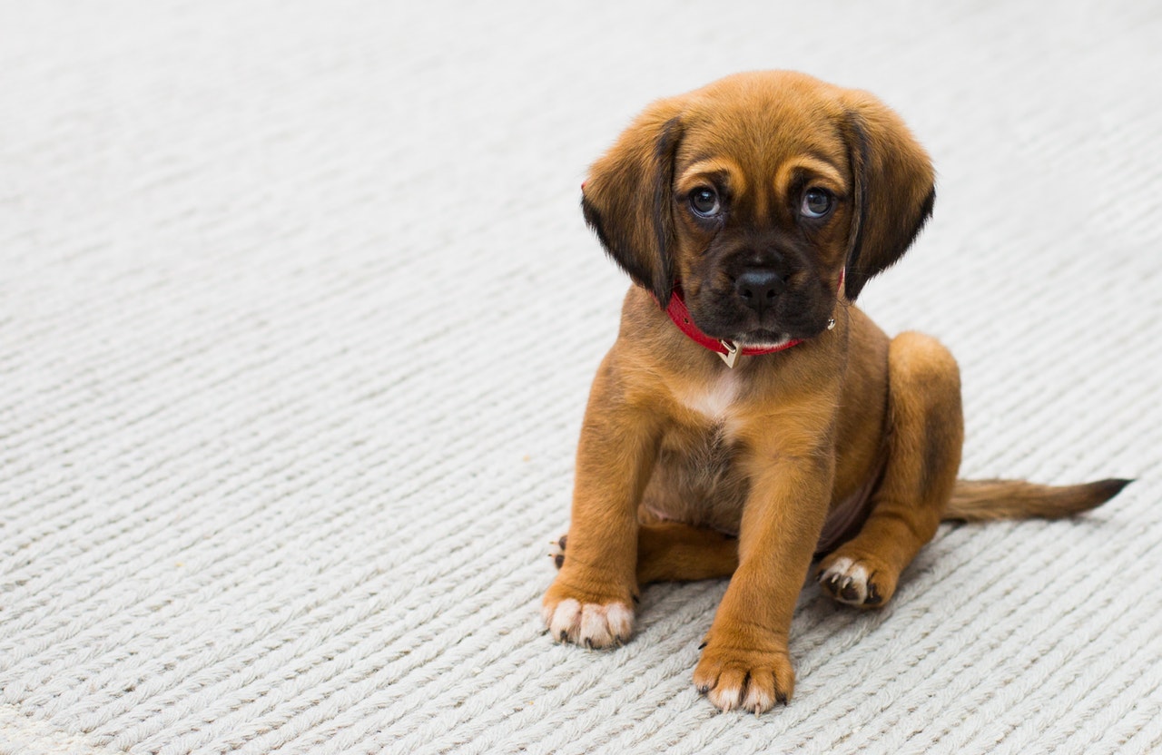 How Long Does It Take A Puppy To Learn Its Name?