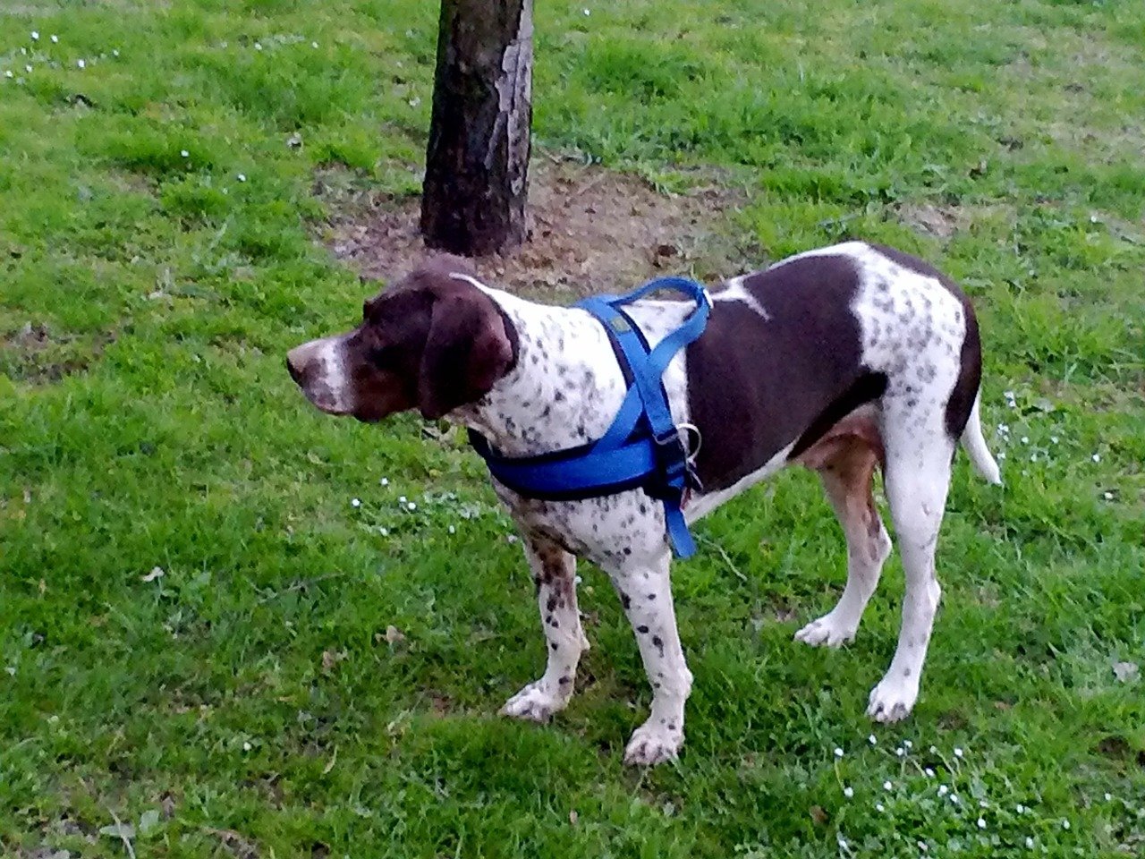 Pointer Lab Mix Black And White