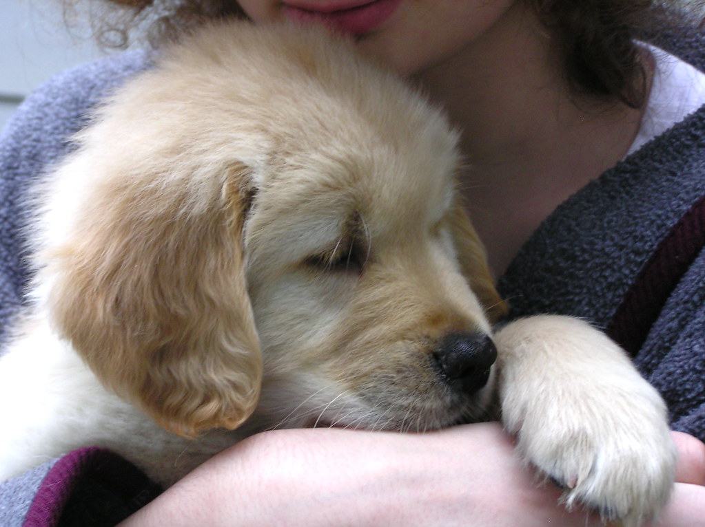 How to Bond with A New Puppy- 9 Simple Ways