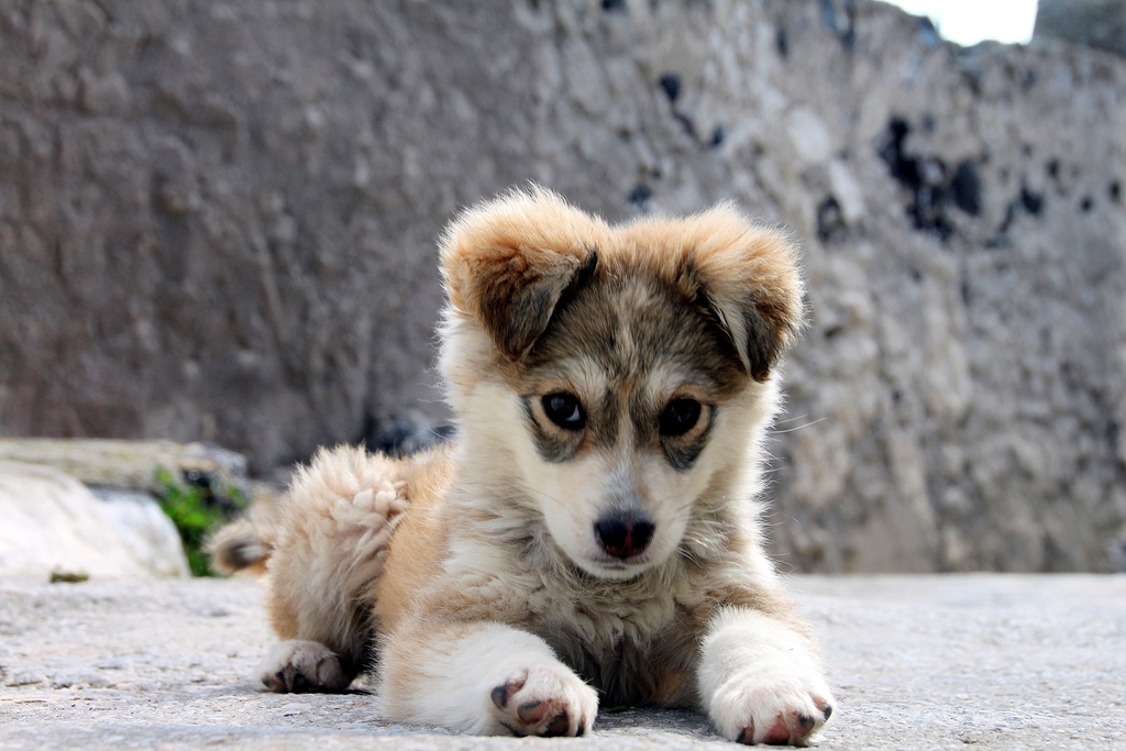   How Much Playtime Does A Puppy Need