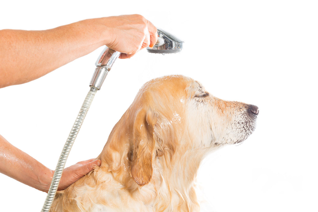 Can Humans Use Antifungal Dog Shampoo