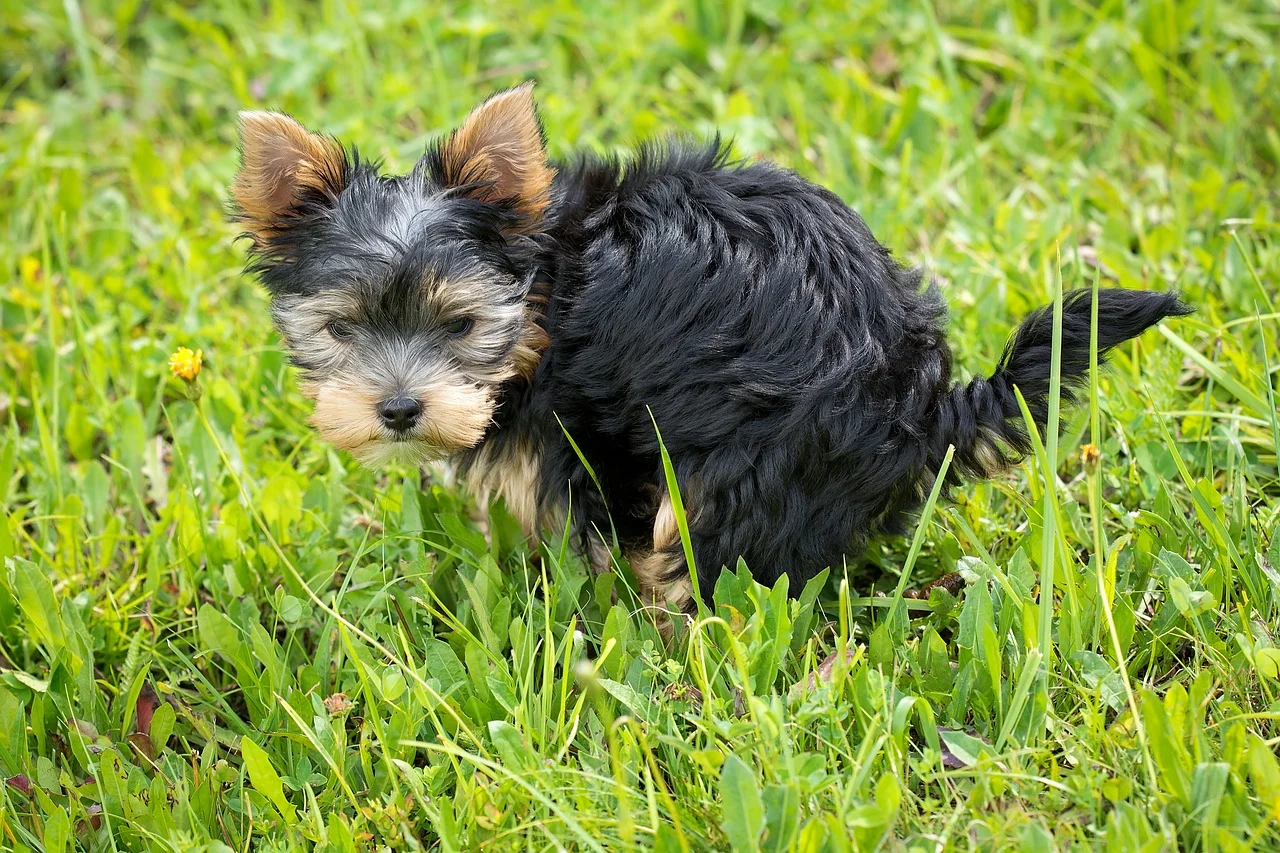 White Specks in Dog Poop