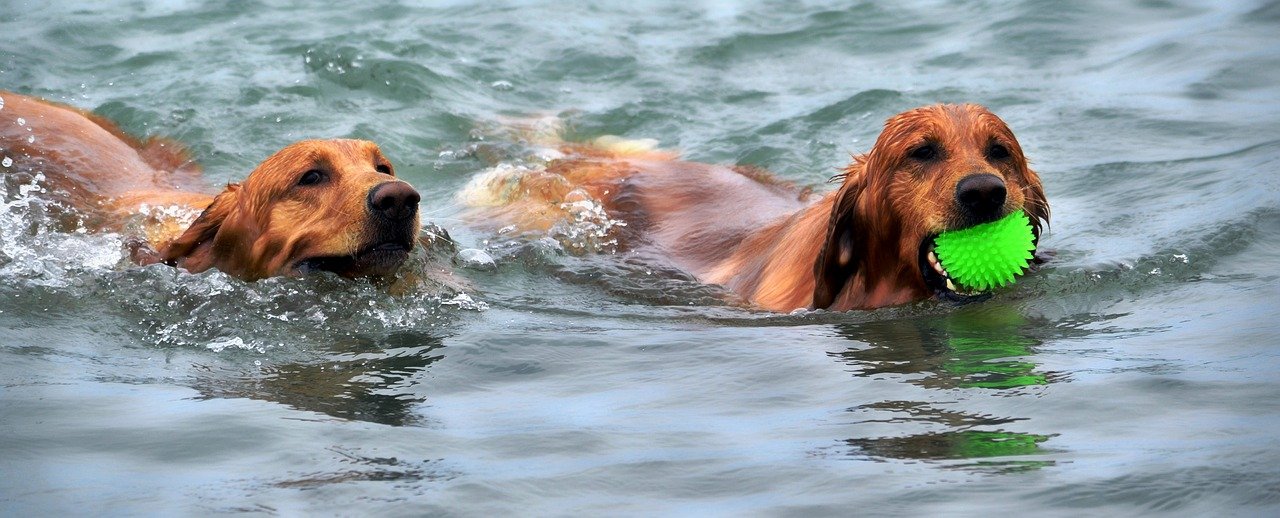 How Long Should Dog Swim For A Good Workout?