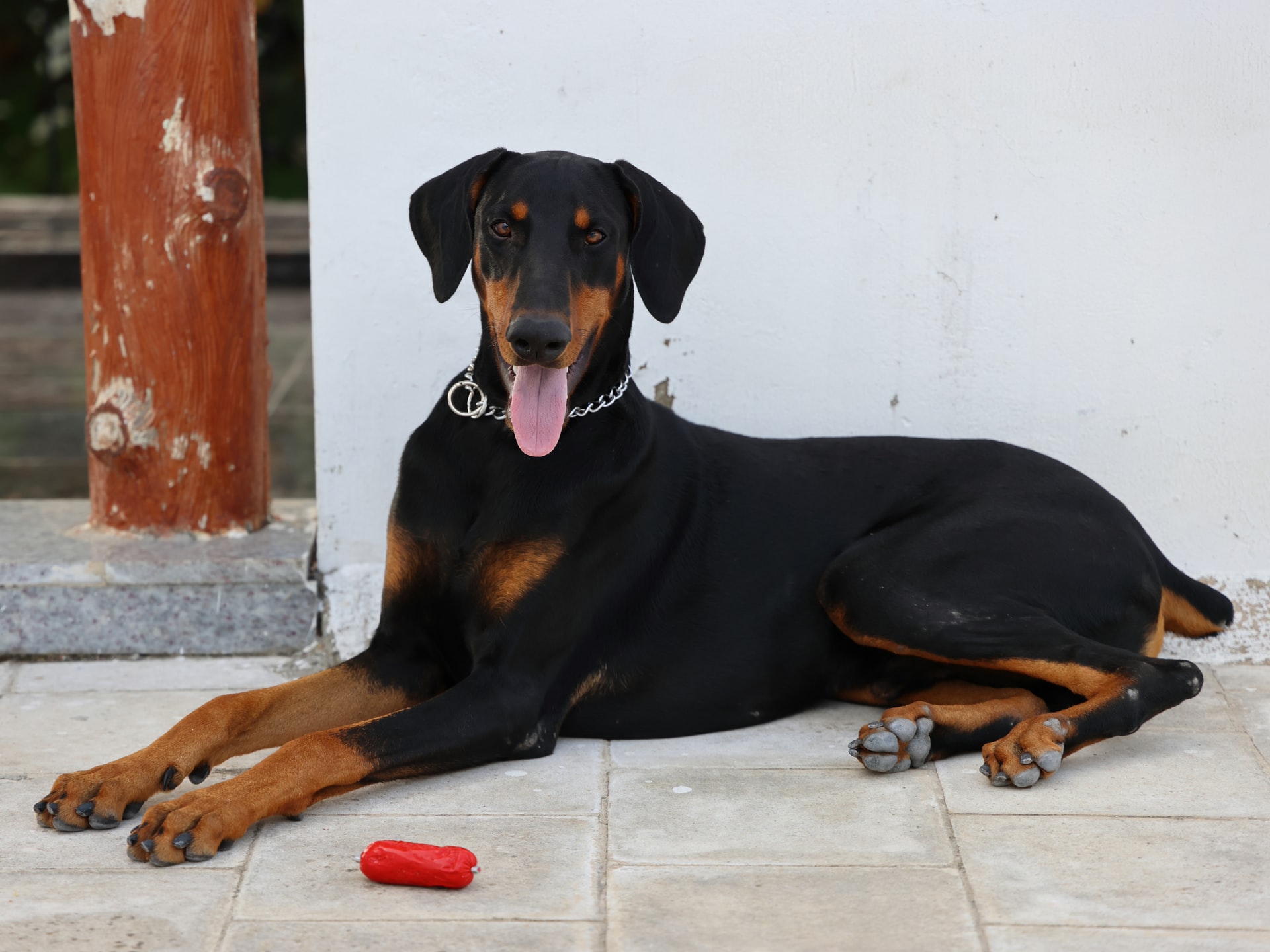 Are Dobermans Good With Kids