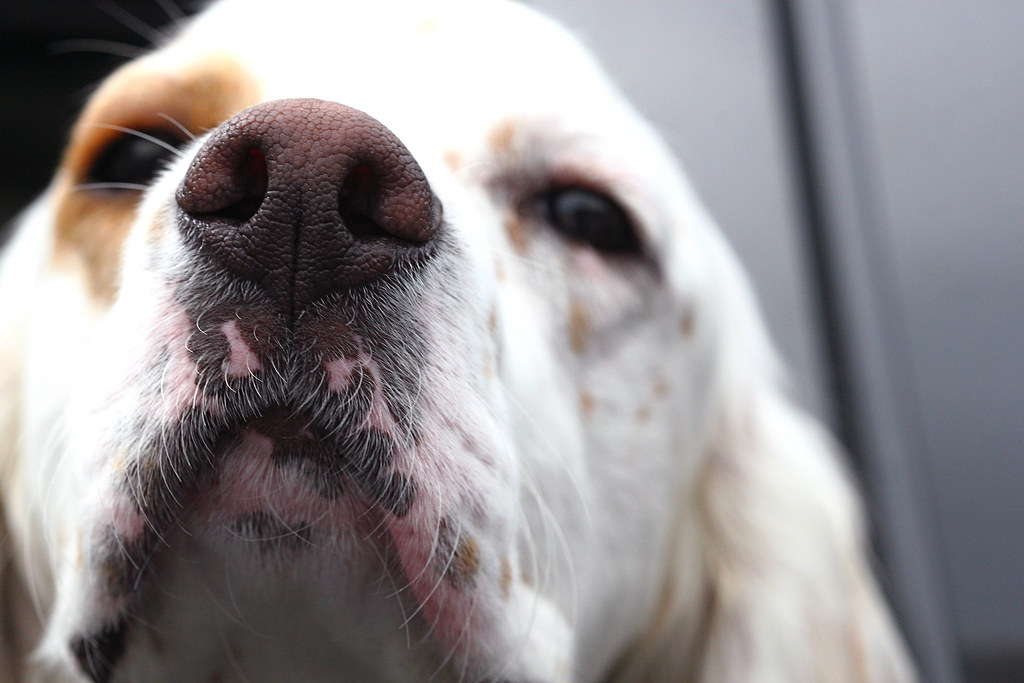 Pink Discoloration on Dogs' Lips