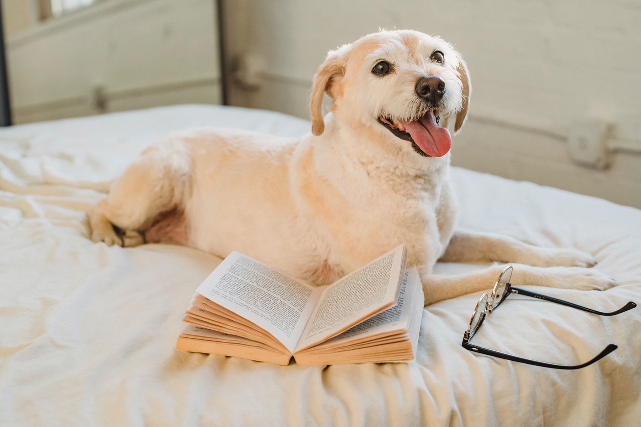 How Much Is An Australian Labradoodle