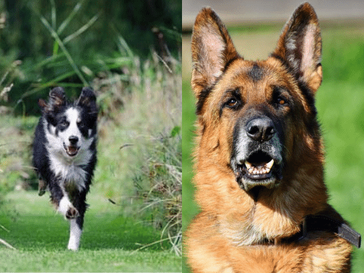 Border Collie And German Shepard Mix