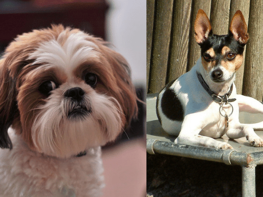 Rat Terrier And Shih Tzu Mix