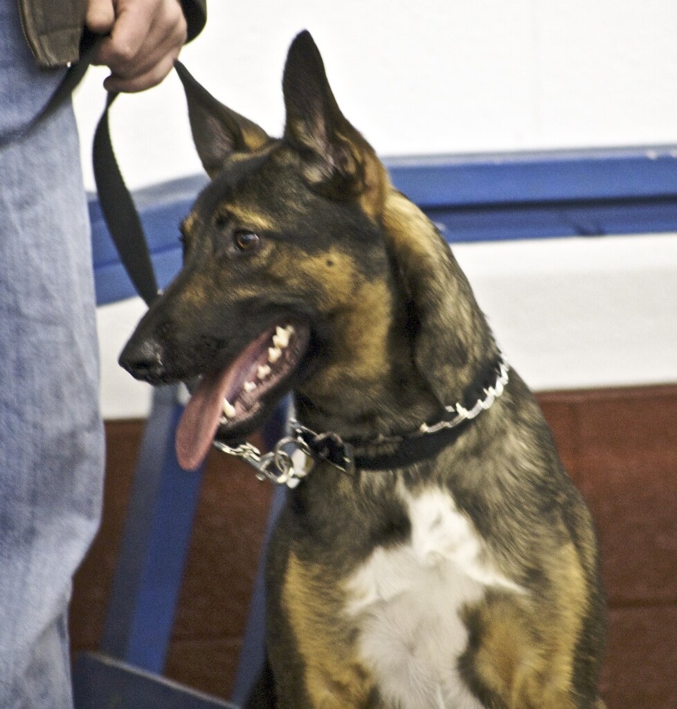 Belgian Malinois German Shepherd Mix