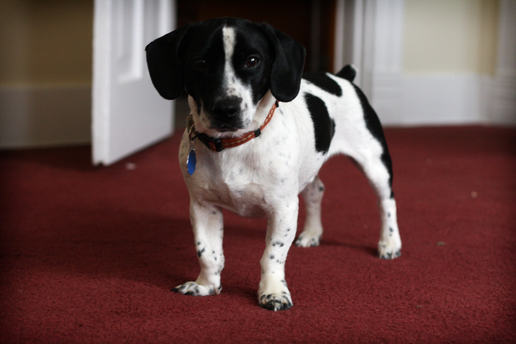 Jack Russell Beagle Mix Full Grown