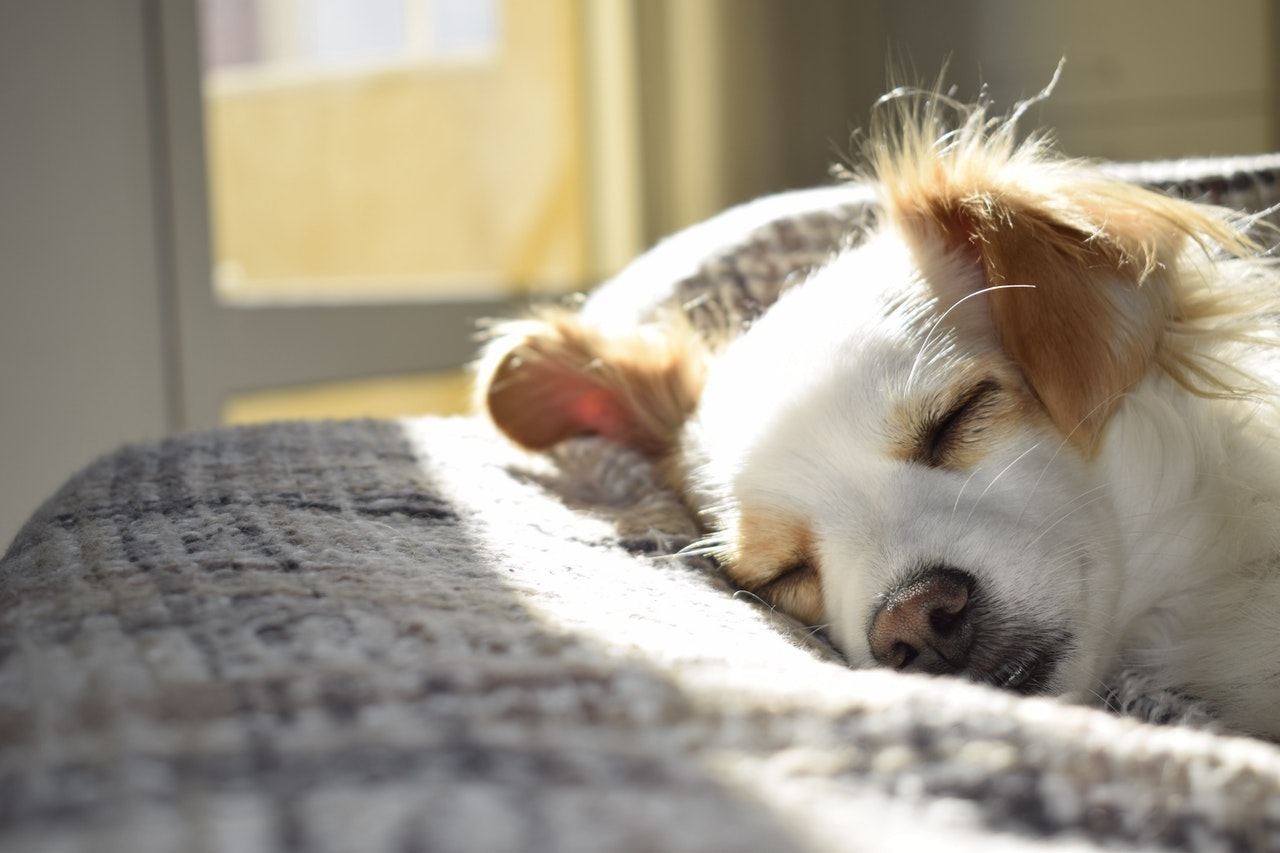 My Dog Ate 10 Mg Melatonin: What Should I Do?