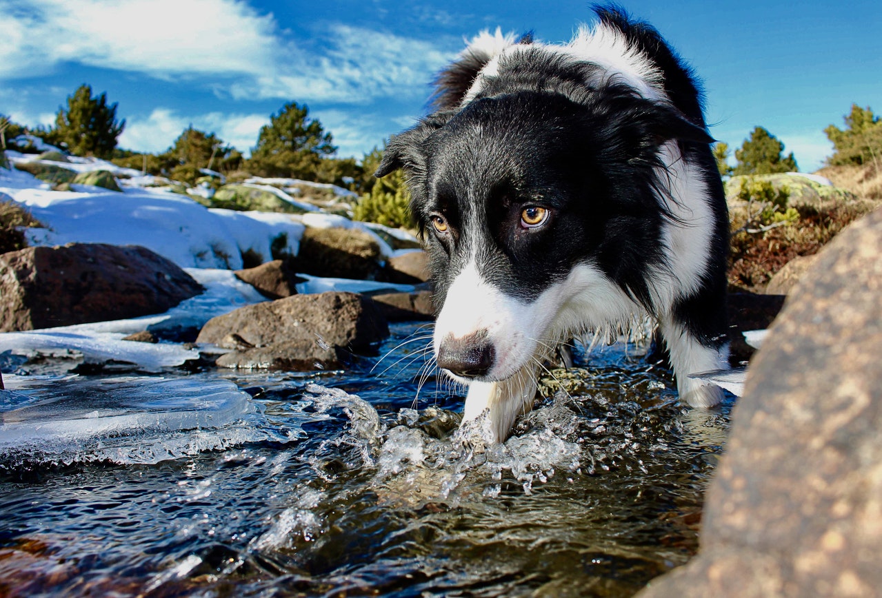 Are Border Collies Good Guard Dogs