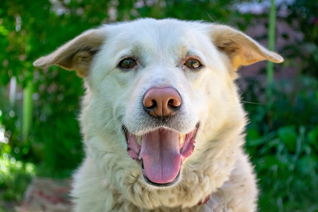 Labrador & Great Pyrenees Mix