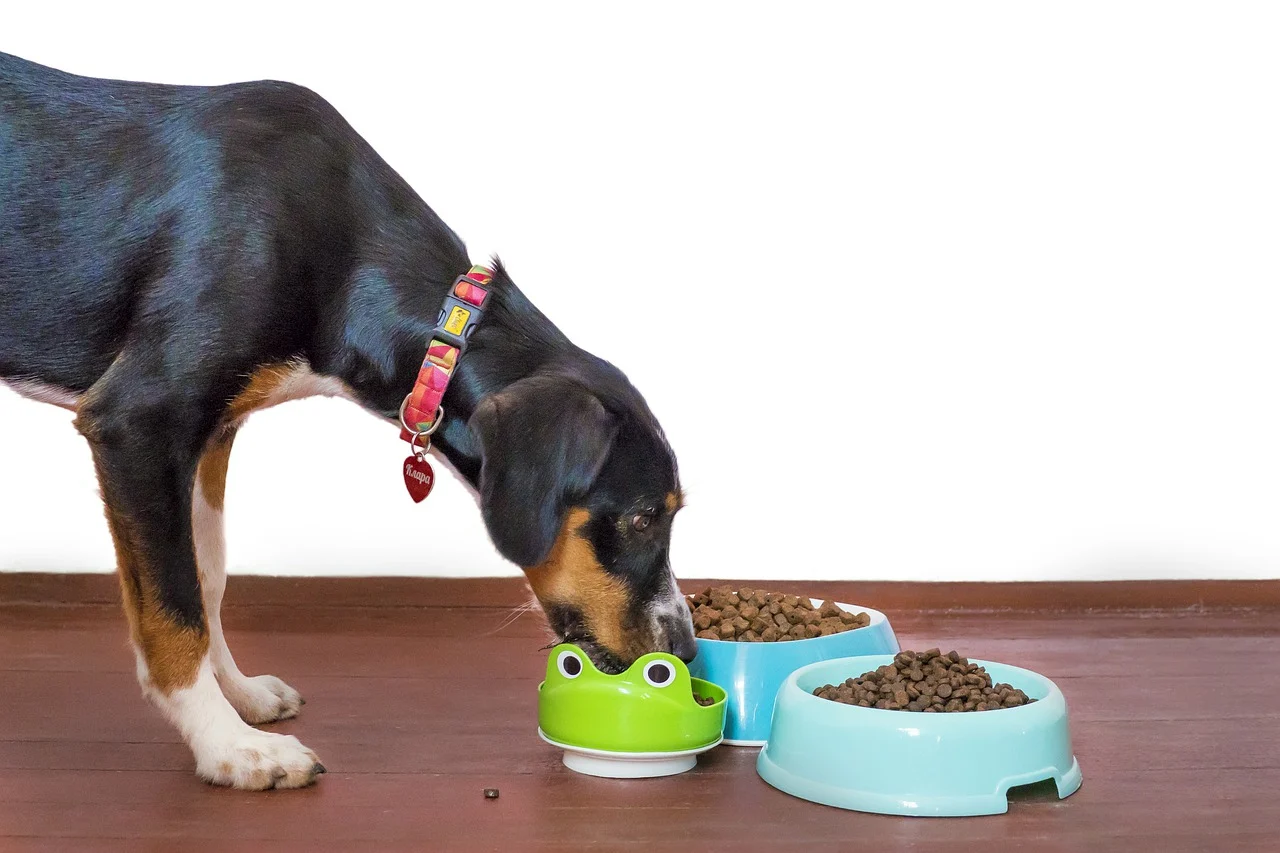 Can You Feed Puppy Food To Older Dogs