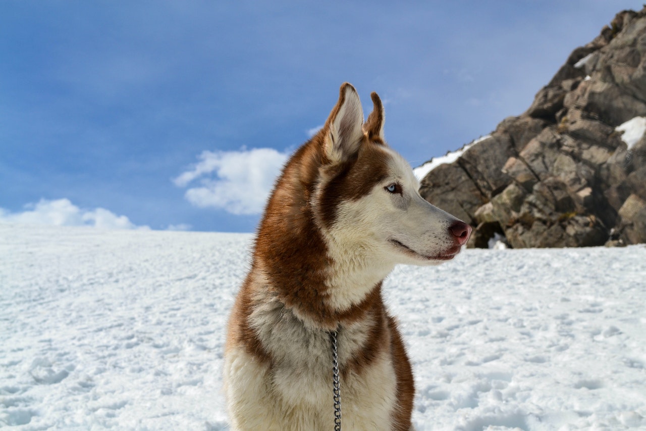 Do Pomeranians and Huskies Get Along