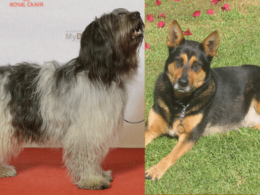 Old English Sheepdog German Shepherd Mix