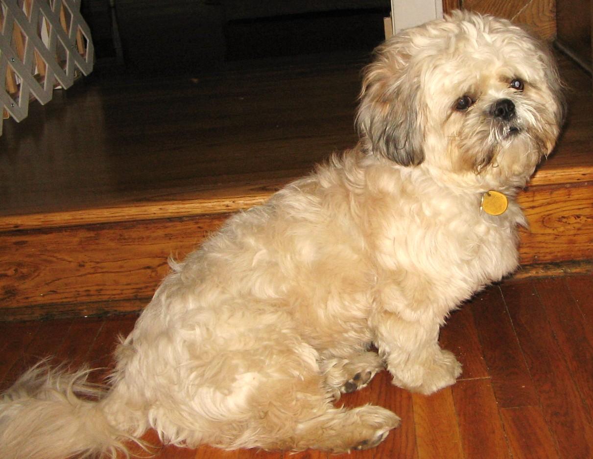 Shih Tzu And Bichon Mix