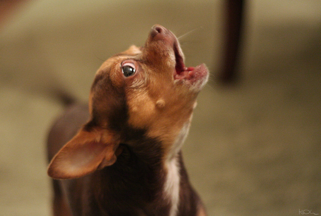 Why do Chihuahuas cry?