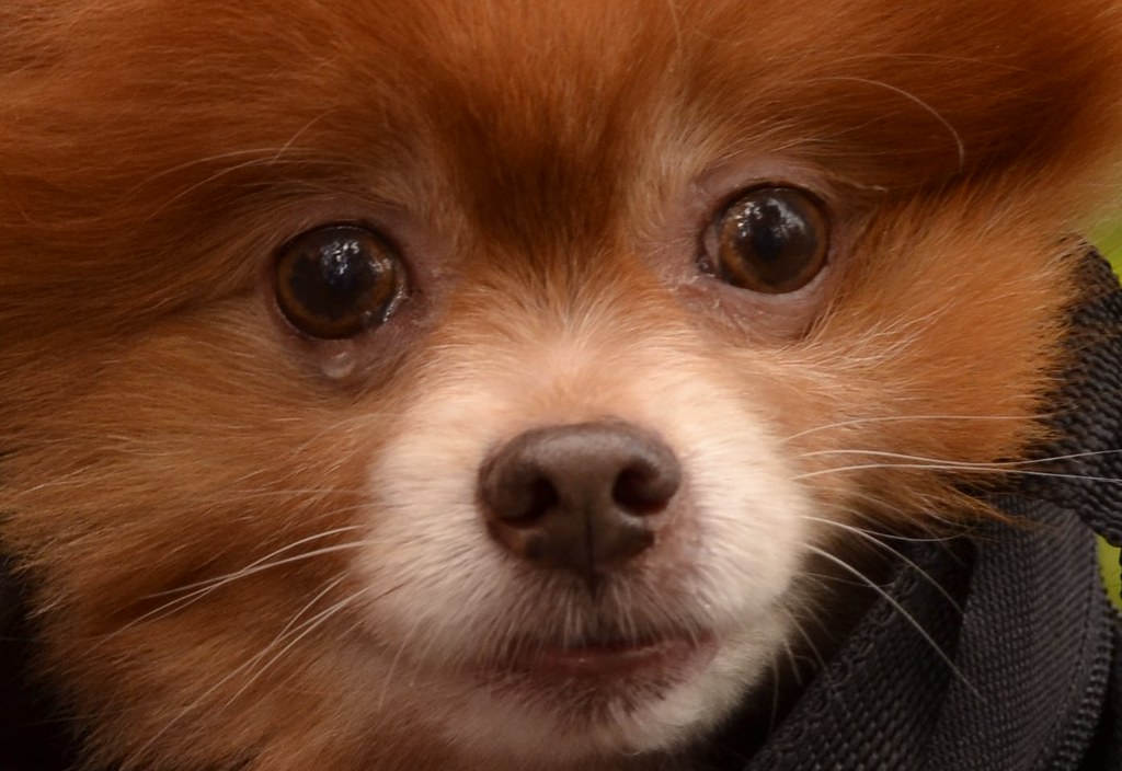  Why Do Pomeranians Eyes Water