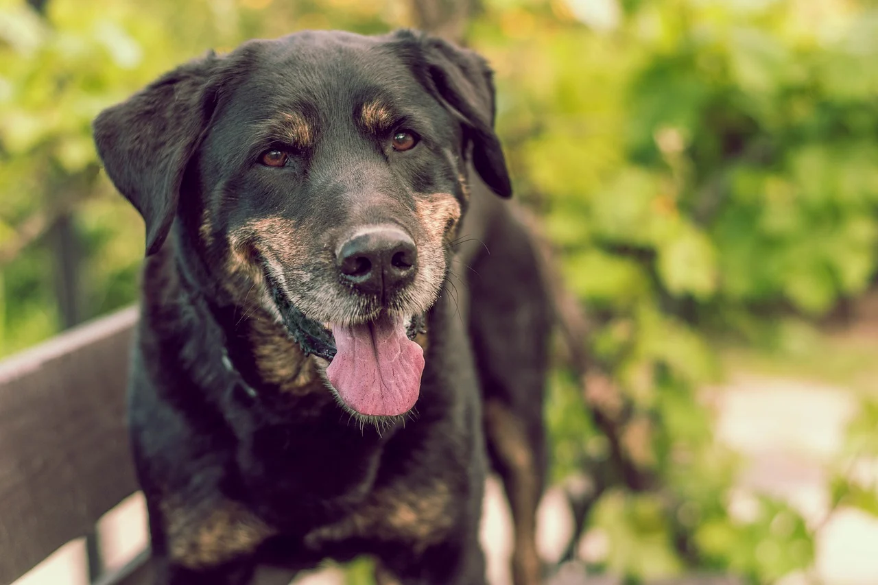 Dog Panting After Vaccines