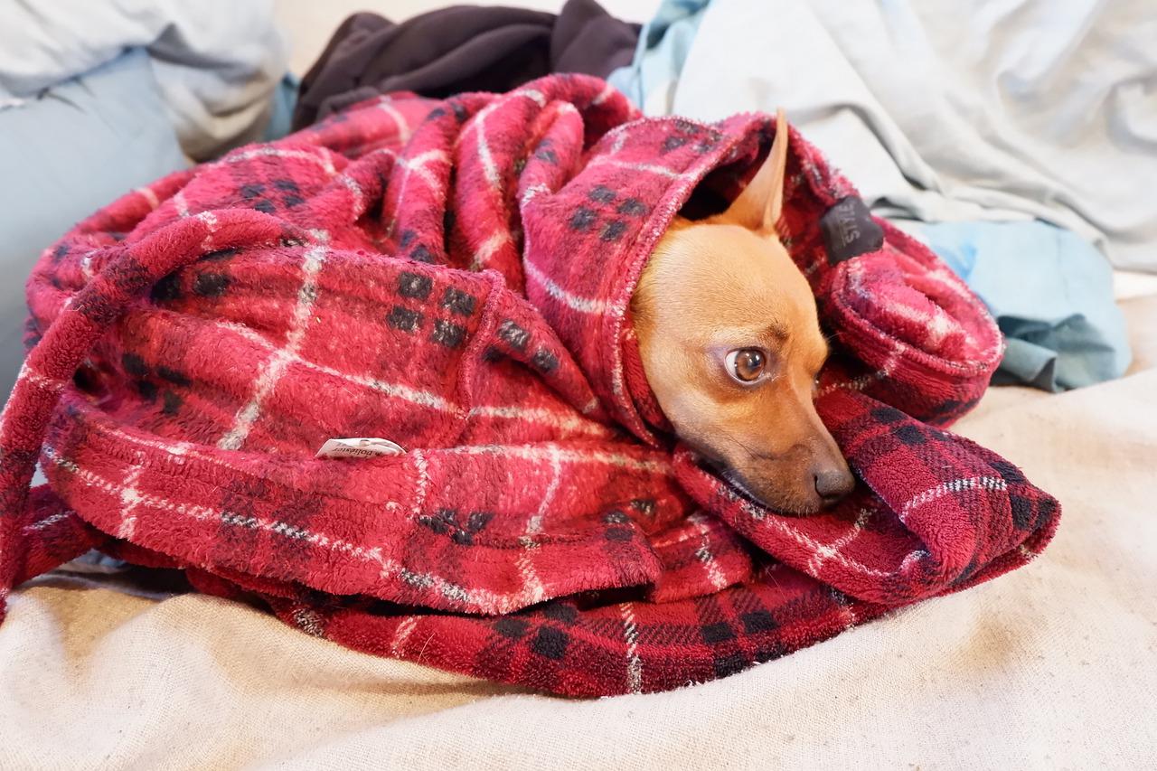 Why Does My Dog Suck On Blankets