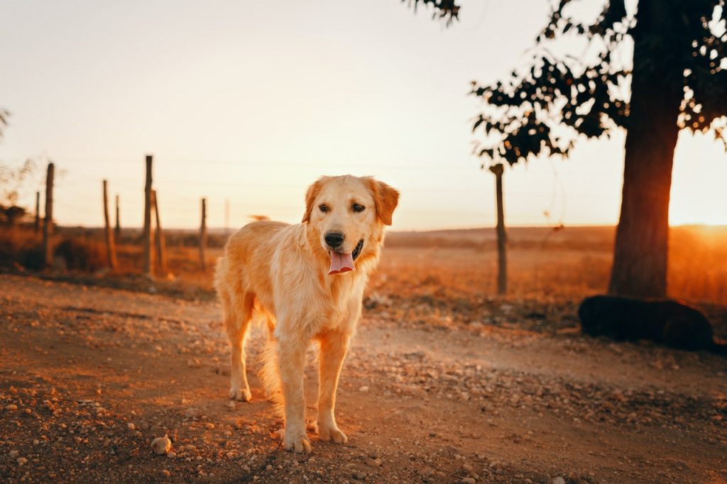 Golden Retriever