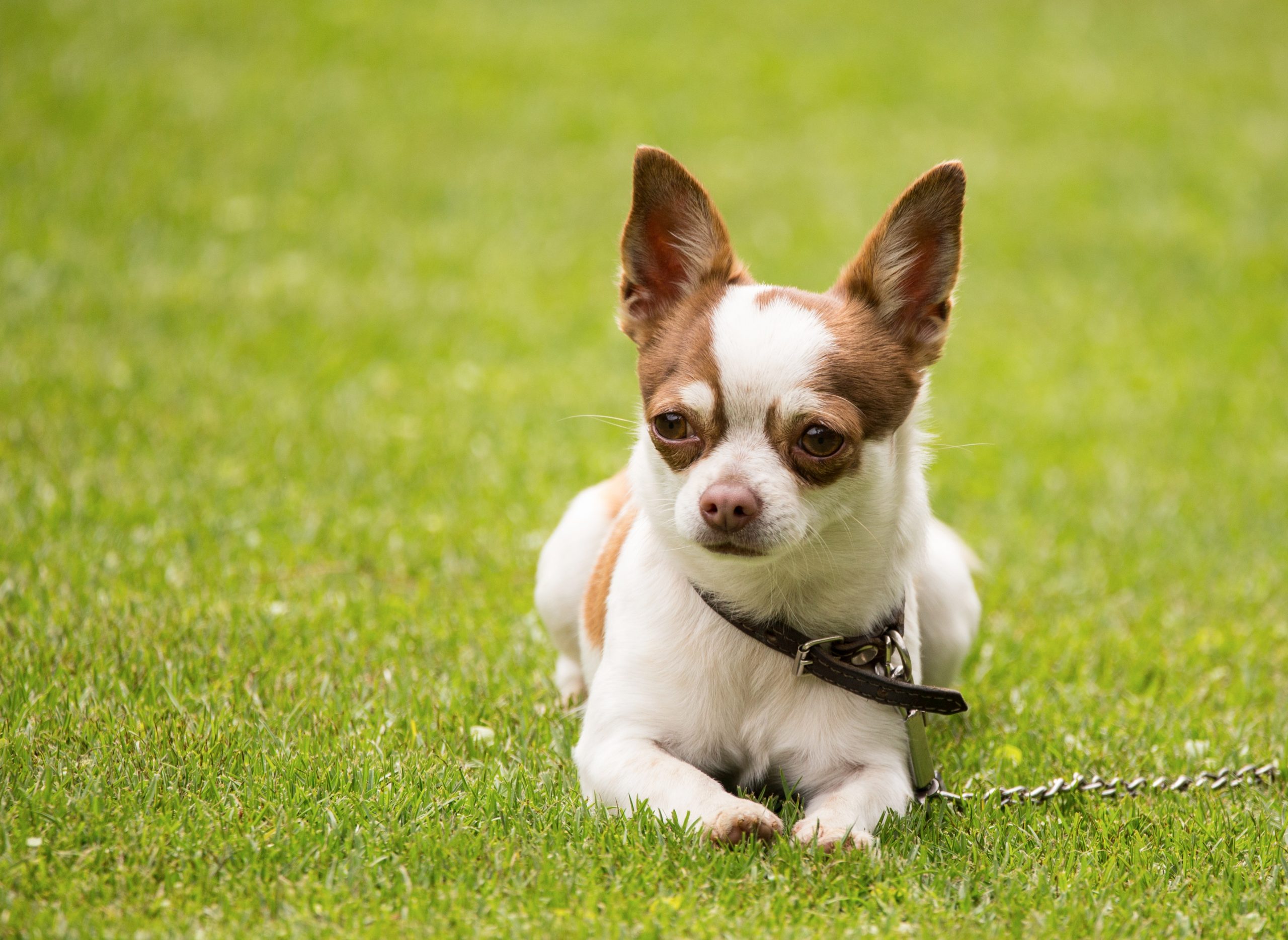 Are Chihuahuas Hypoallergenic?