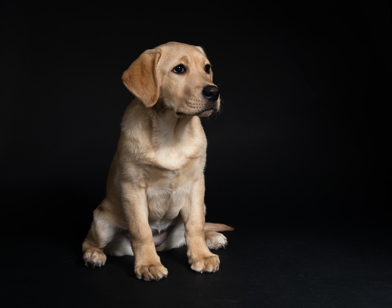 Border Collie Golden Retriever Mix Puppies