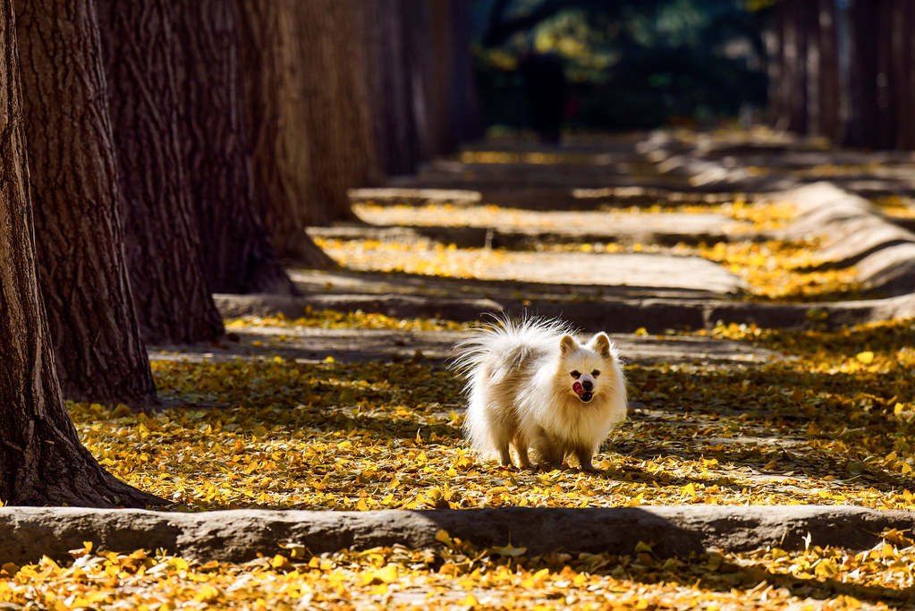 Do Pomeranians Make Good Guard Dogs?