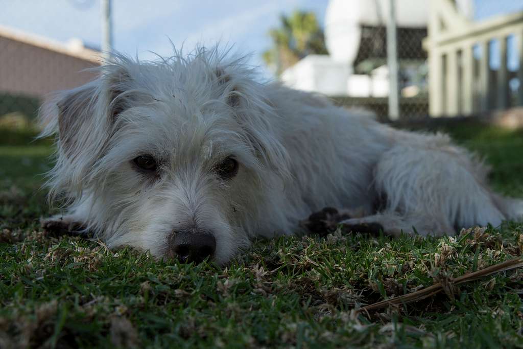 Toy Fox And Poodle Mix