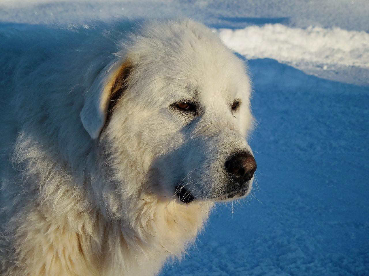 Labrador & Great Pyrenees Mix Pyrador Breed Guide Poochband