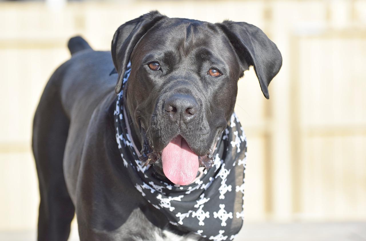 How much does a cane Corso cost?