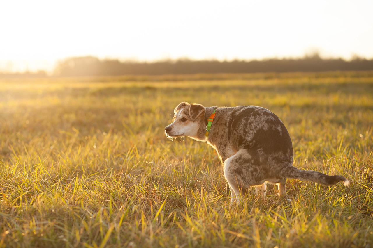 When Is Dog Diarrhea An Emergency