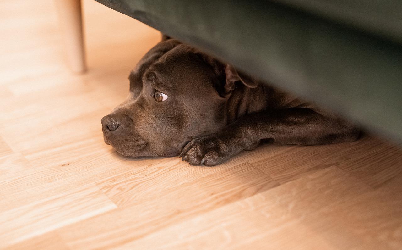 Why Does My Dog Sleep Under My Bed