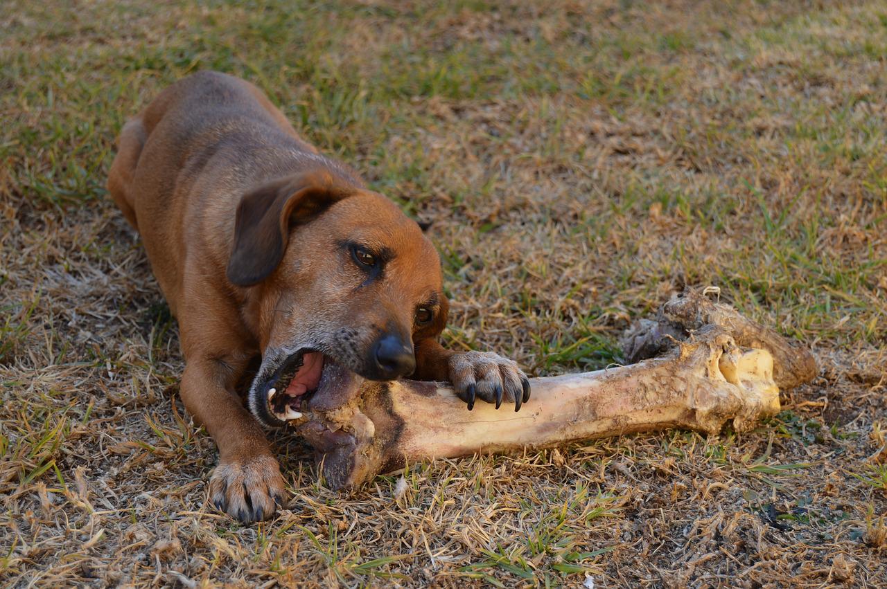 Are ostrich bones safe for dogs?