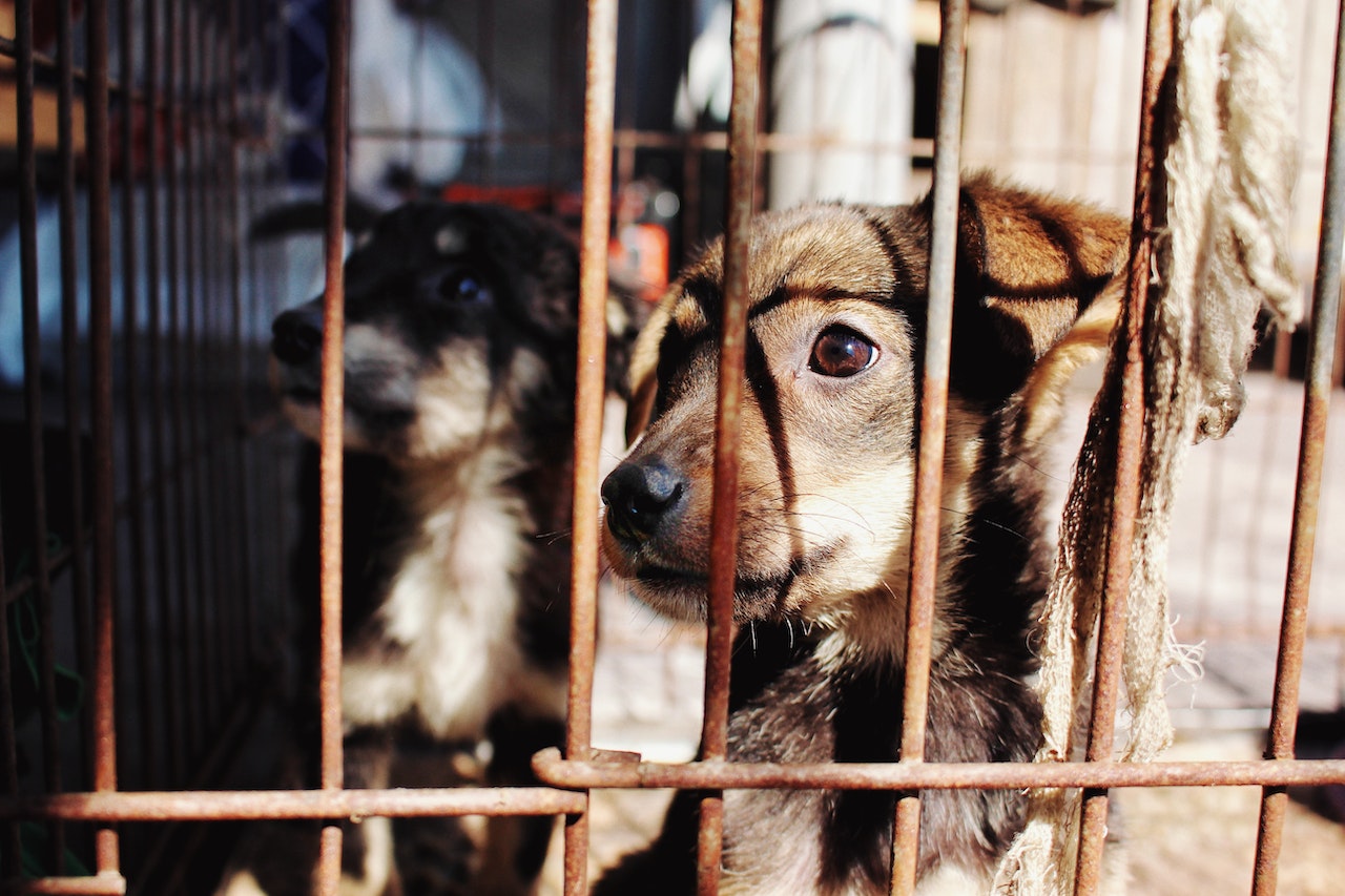 Puppy Mills Statistics