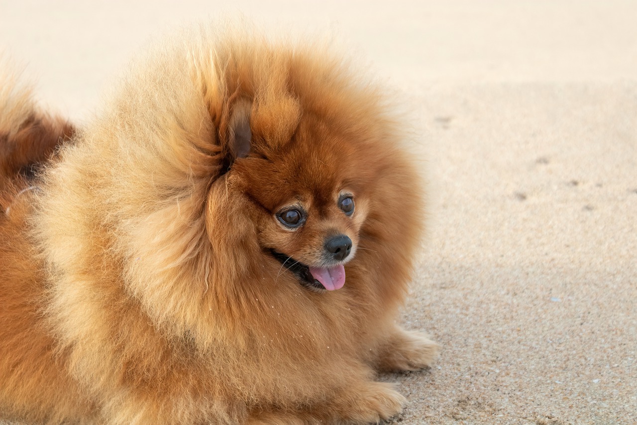 How Much Does A Pomeranian Cost