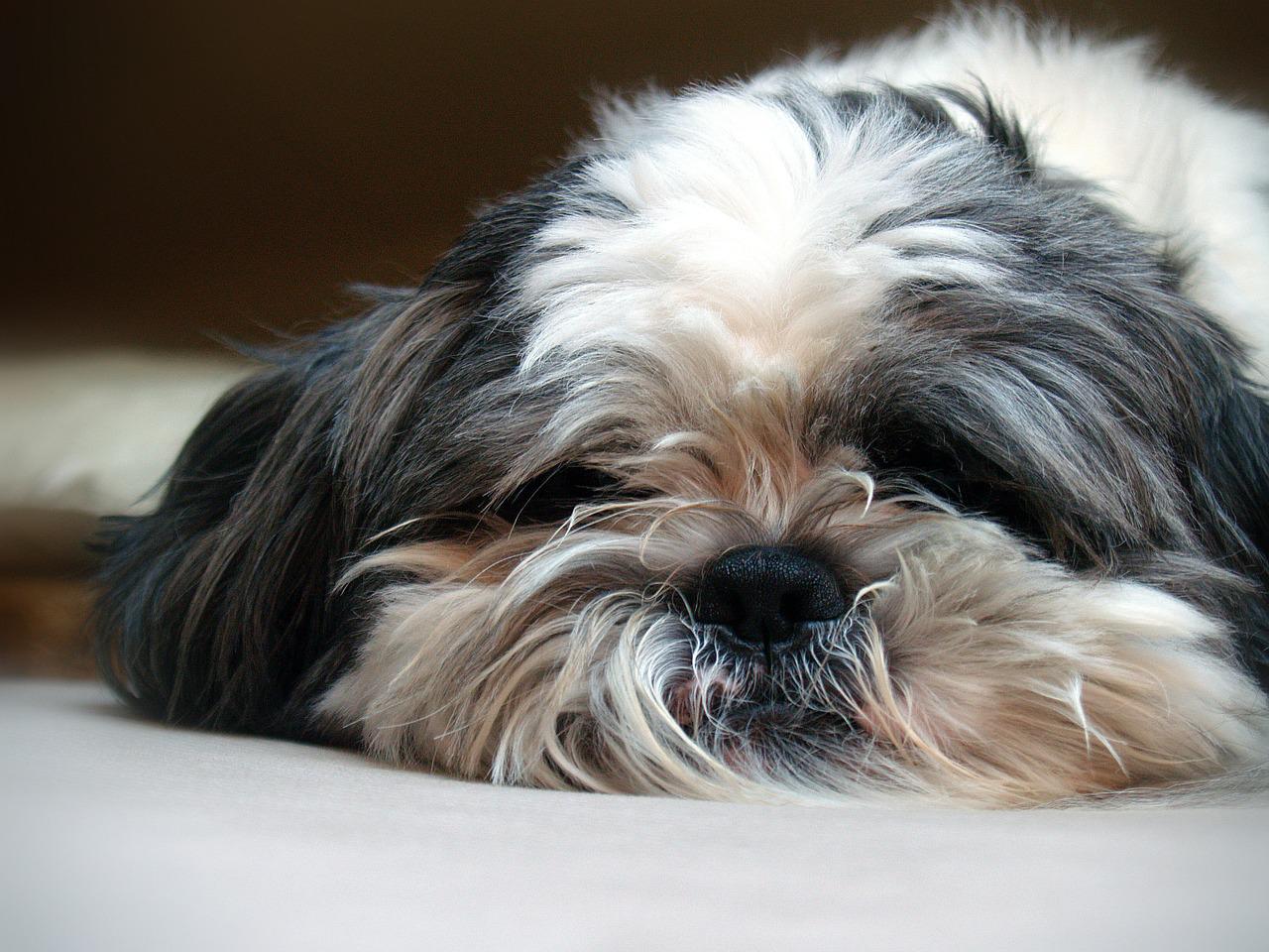 How Much Are Shih Tzu Puppies