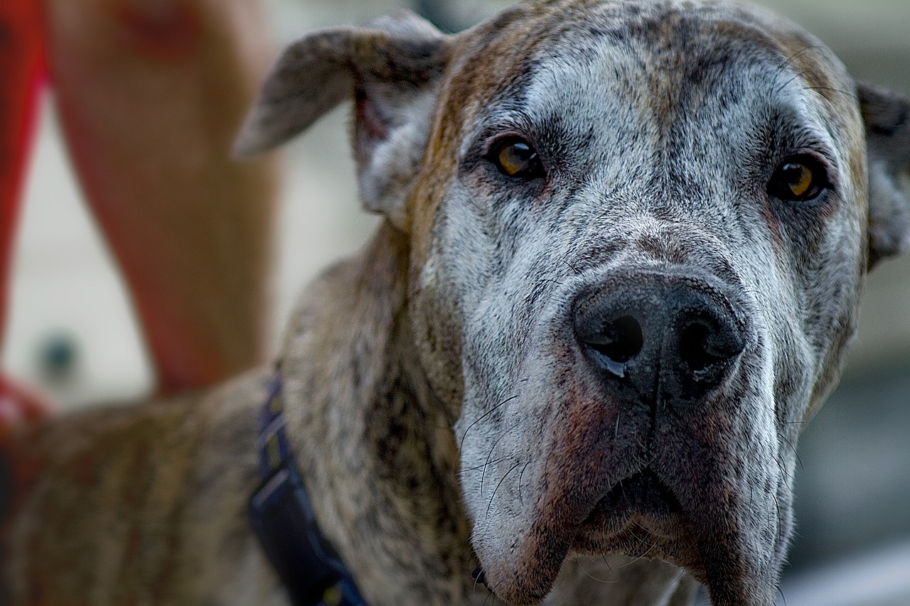 Pitbull Mixed With Great Dane